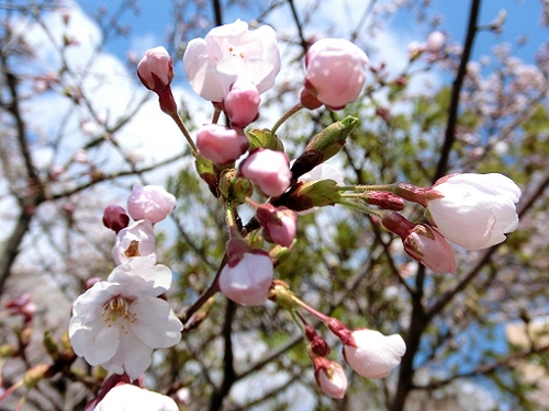 2014年新潟弥彦駅満開桜