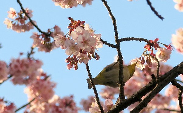早咲き桜とメジロ