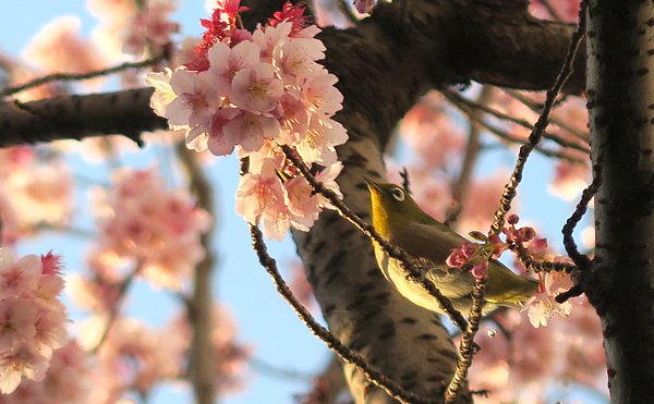 早咲き桜とメジロ