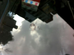 IMG_1286.jpeg