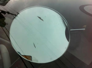 IMG_1307.jpeg