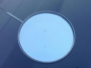 IMG_2083.jpeg