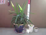 DSC01111.JPG