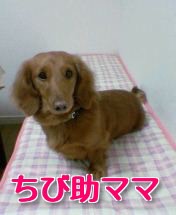 ちび助ママ