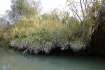 DSC00516.jpg