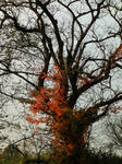 DSC00548.jpg