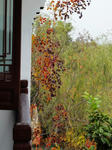 DSC00555.jpg