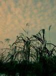 DSC00557.jpg