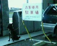 凄い犬
