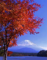 紅葉のイメージ