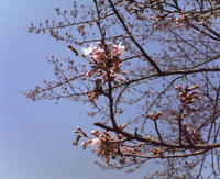 墨田公園：桜咲き始め