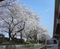 墨田公園：桜満開