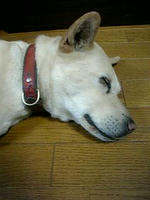 inu