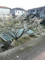 春到来