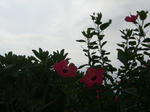 沖縄,竹富島,ハイビスカス,花
