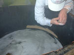 Tomegama07.jpg