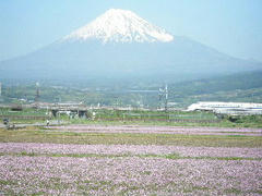 富士山と新幹線とレンゲ畑