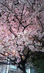 夜桜(*^_^*)