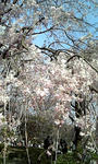 これは枝垂れ桜?