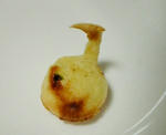 おたまじゃくし？
