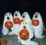 ハロウィーン