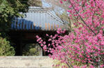 お寺の桜