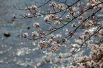 桜４
