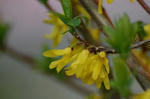 桜７