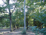 森林公園
