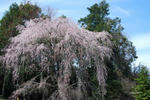 枝垂桜