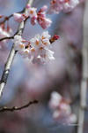 枝垂桜