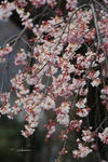 枝垂桜