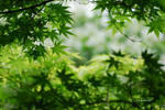 白鳥公園