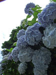 DSCF5075ko2.jpg