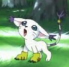 猫か?