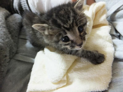 手のひらサイズの猫 てとらん 料理したり 食べたり 猫と遊んだり