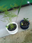 観葉
