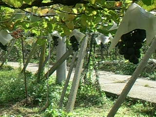 ブドウ園