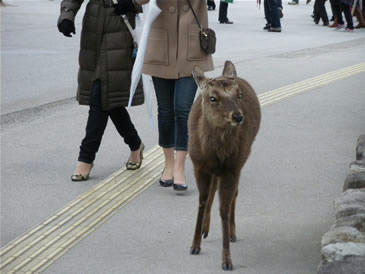 鹿歩く