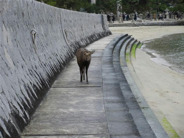 鹿と海辺