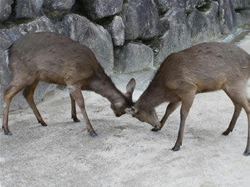 竹内まりあが歌います。