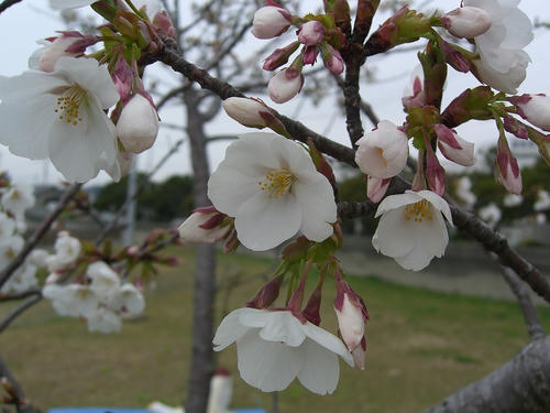 sakura