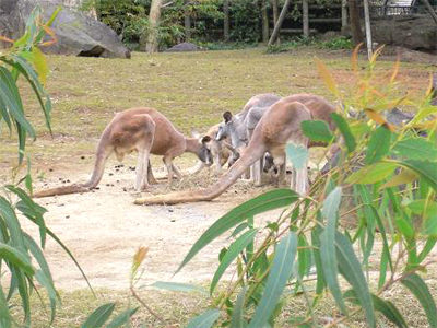 アカカンガルー