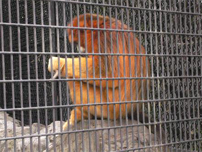 キンシコウ