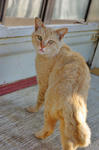 0604chobi.jpg