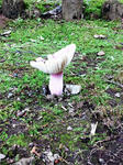 DSC_3009_2.jpg