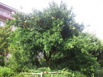 DSC_2991_2.jpg