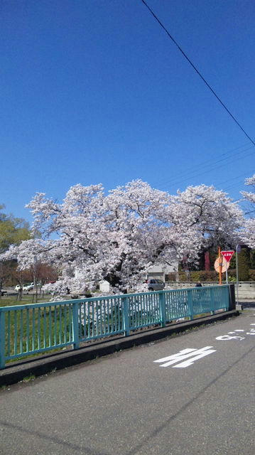 桜1