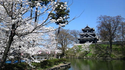 桜2