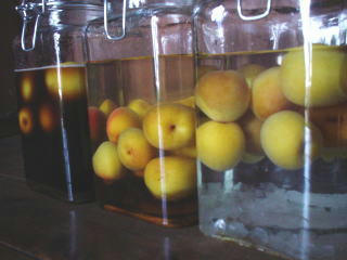 090625ume1.jpg